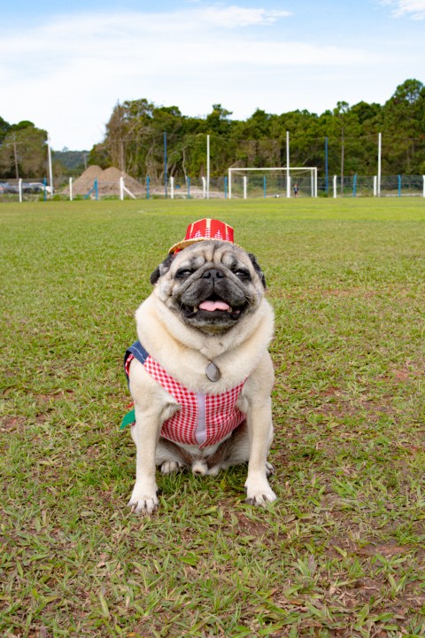 Foto do Pugnic 2026